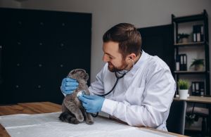 Ветеринарная клиника для животных (фото) | «Спасатель» Ветеринарная клиника для животных (фото)